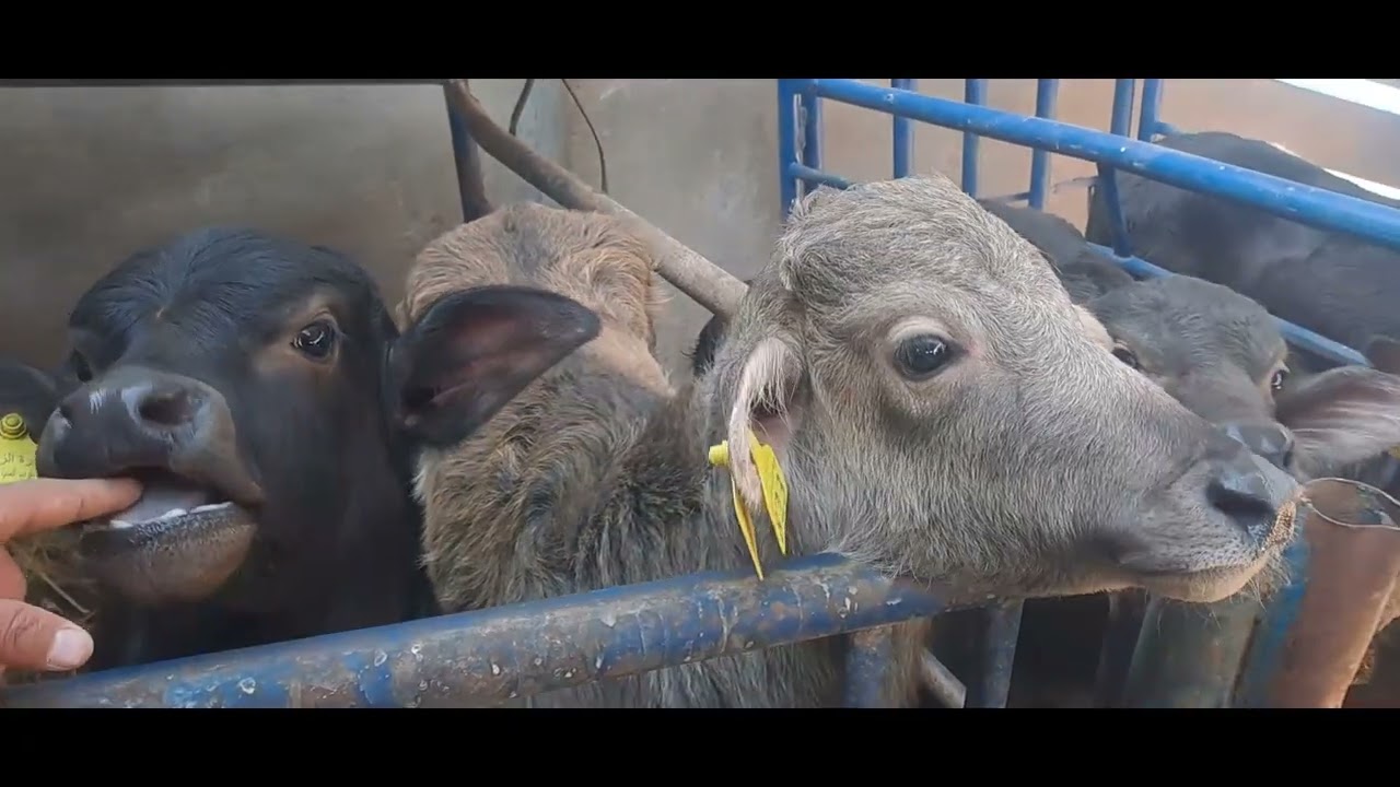 دراسه جدوي مشروع البتلو والرضاعه الصناعي