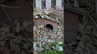 Hedgehog Visits. Garden House Built #hedgehog