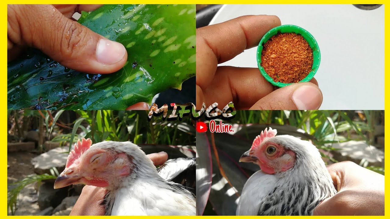 Tibu(Zibiti) mafua makali kwa dawa ya alovera na pilipili ya unga kwa njia asilia.