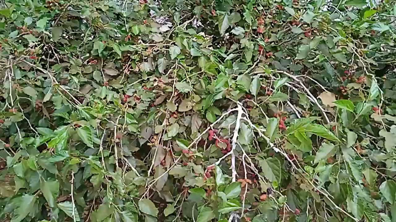 Buổi chiều thứ 7 phụ vợ hái dâu đi bán.