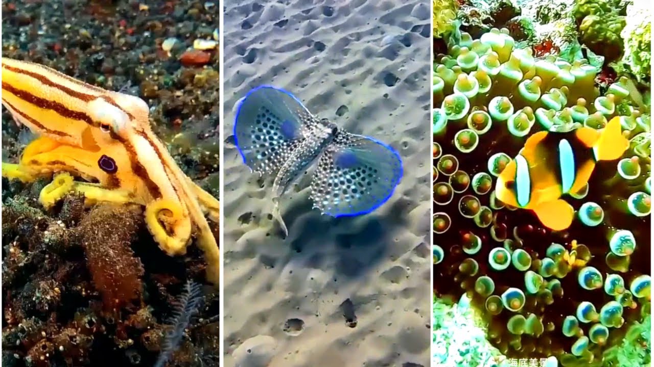 The Colors Of the Ocean | Deep Sea Beauty | Color Fish 