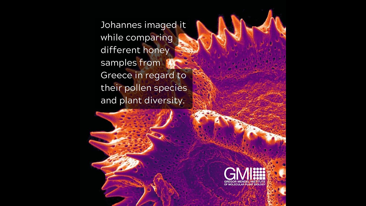 Grumpy Pollen earns a 2022 FASEB BioArt Award