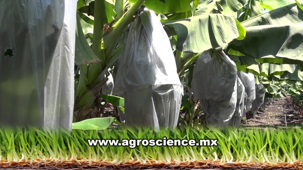 Cultivo de platano, desde Colima