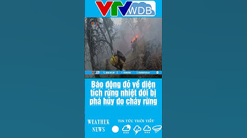 Báo động đỏ về diện tích rừng nhiệt đới bị phá hủy do cháy rừng | VTVWDB