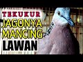 Tekukur Jagonya Mancing Lawan Untuk Bunyi Boleh Di Coba Mp3 - Mp4 Download