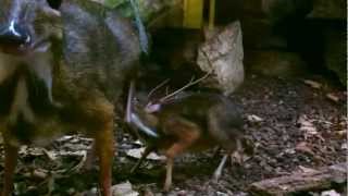 Celebrity Java Mouse Deer feeding young Wealth
