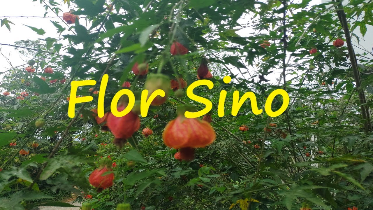 Planta Sino | Lanterna Chinesa!