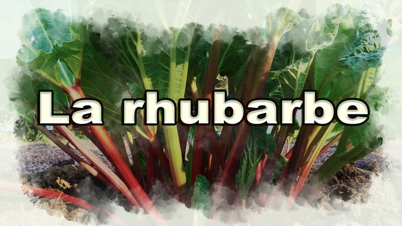 Tout savoir de A à Z la rhubarbe : du semis à l'empotage (part 1)