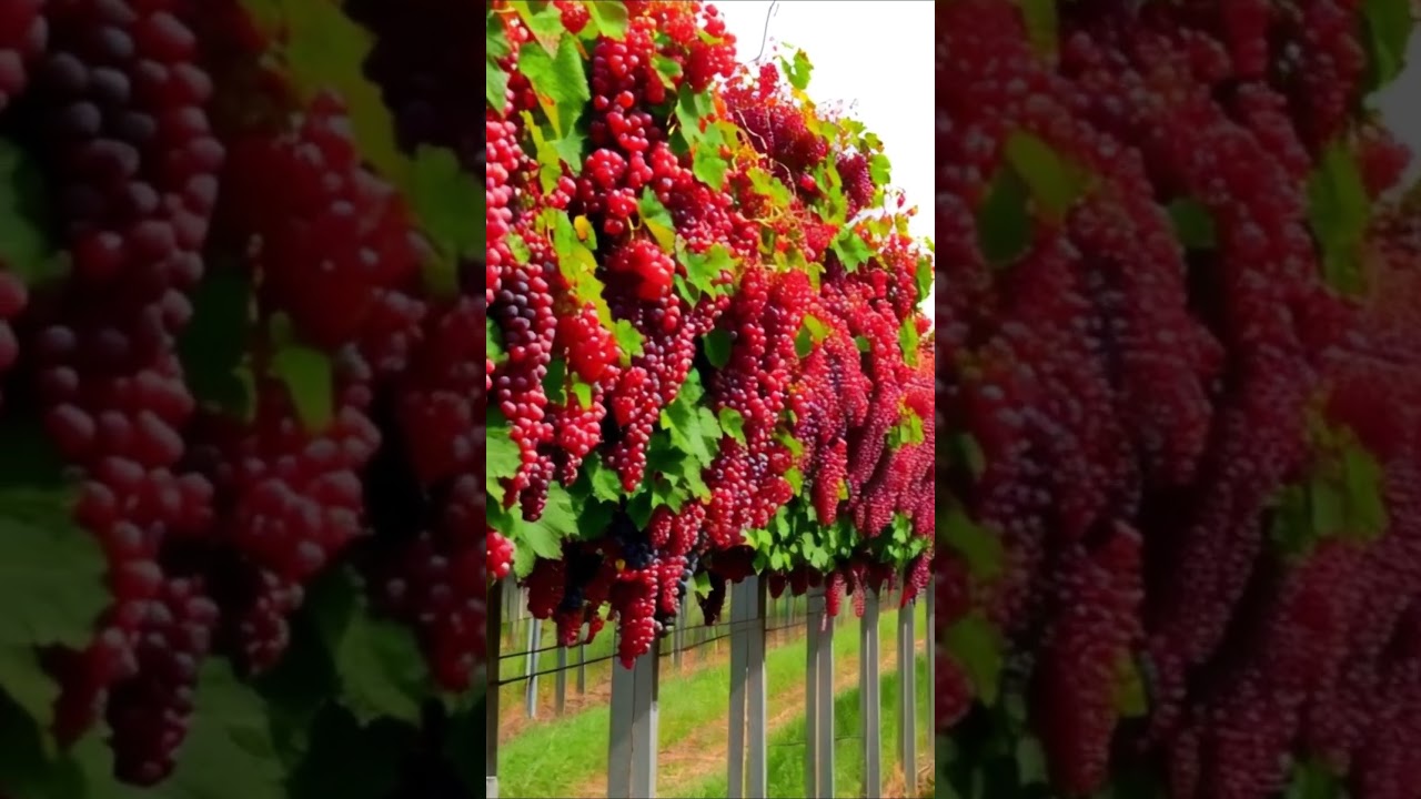 Grape cultivation 28 