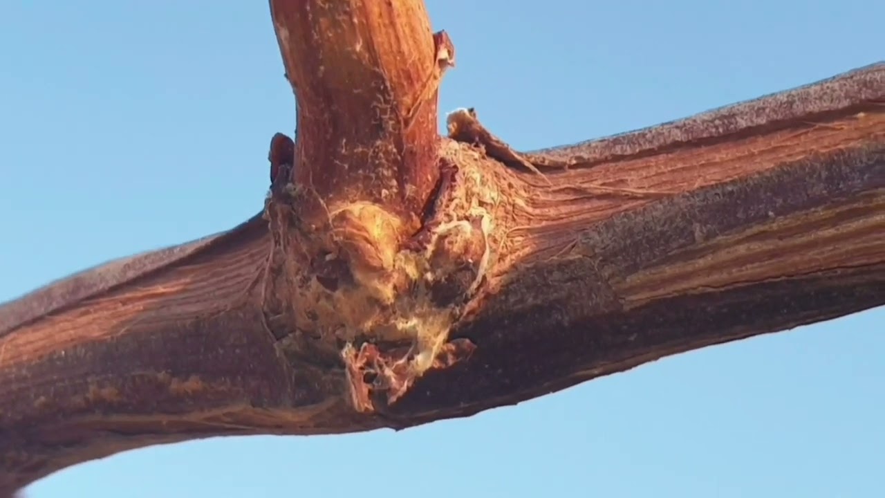 Kako uraditi zimsko orezivanje (trogodišnje) vinove loze [3年目以降のぶどうの剪定方法 (巨峰)] -  Vol.2022. 🍇🍇🍇