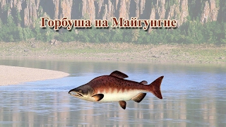 Русская Рыбалка 3.99 Горбуша на Майгунгне