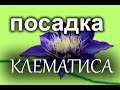 Как посадить клематис. Вертикальное озеленение.