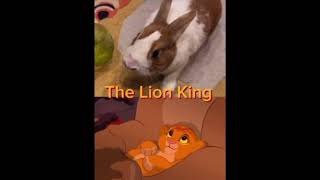 The lion/rabbit king| #rabbit~#cute🥰~#king~#lion🦁~#film🎥 by Rabbit Nuvoletta Story 72 views 1 month ago 21 seconds