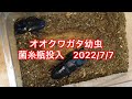 オオクワガタ幼虫　菌糸瓶投入　2022年7月7日