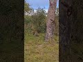 Leopard Cubs Show Off Incredible Parkour Skills