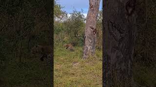 Leopard Cubs Show Off Incredible Parkour Skills