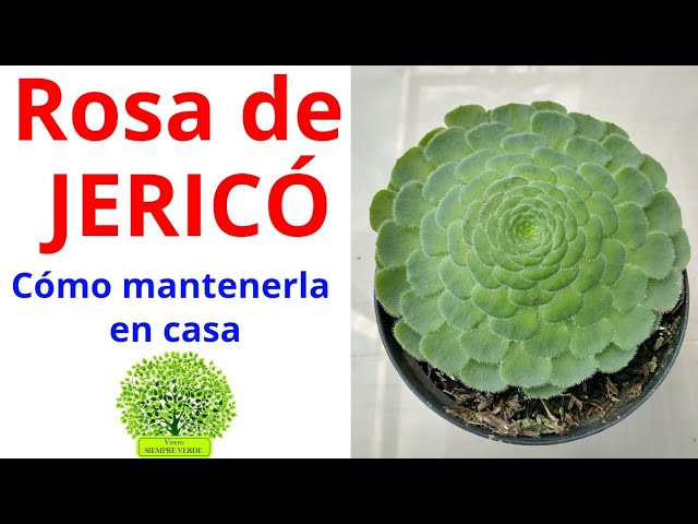 FLOR DE JERICÓ Aeonium tabuliforme. Características, cuidados y  mantenimiento - YouTube