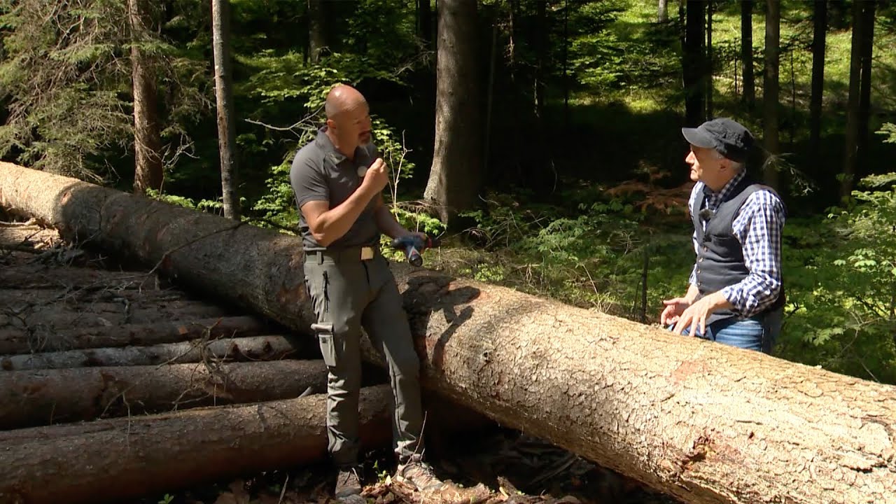LAVARONE, ALTIPIANI CIMBRI: LA LOTTA AL BOSTRICO CON METODI NATURALI