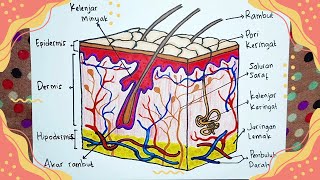 EASY!! How to Draw Layers of Human Skin and Their Descriptions