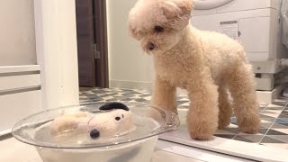 A toy poodle that notices only when he lose something important.