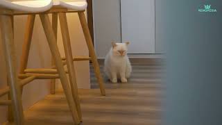 House Tour  |  Rivervale Crescent