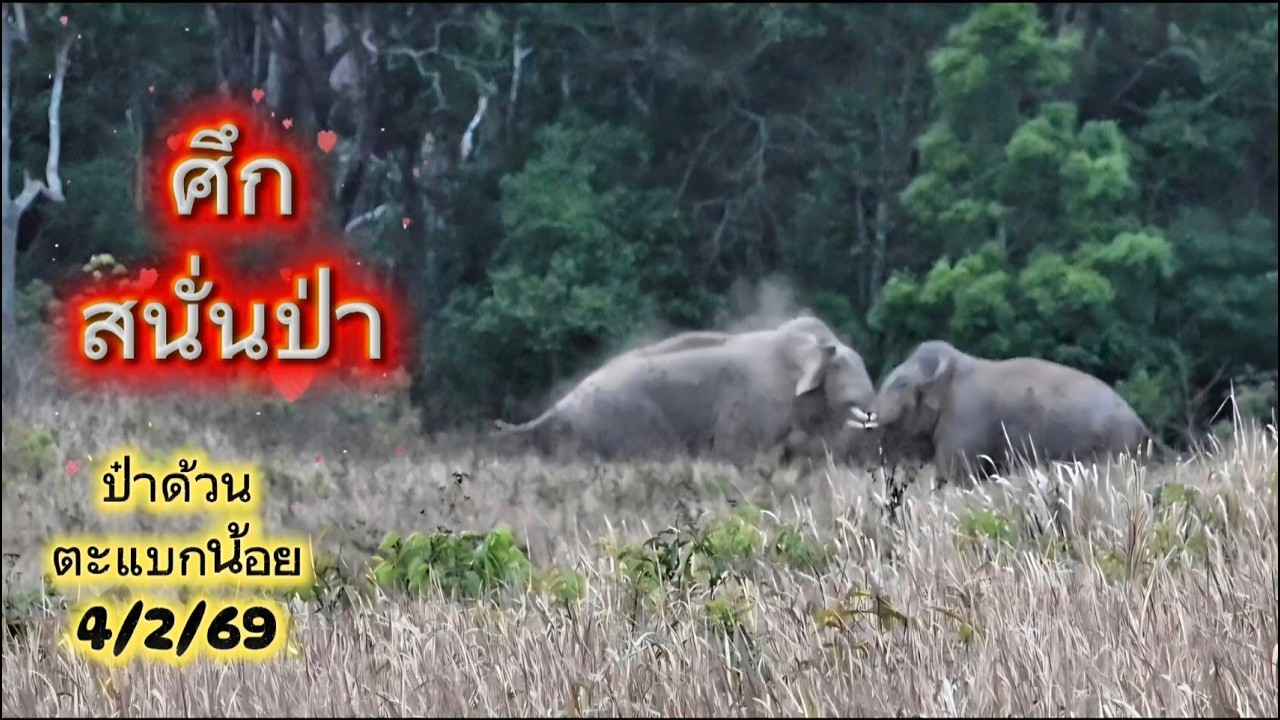 เปิดศึกสนั่นป๋า ป๋าด้วนกับพลายรุ่นหลาน (ตะแบกน้อย)