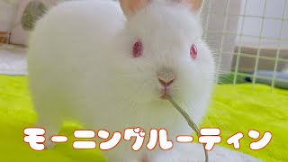 赤ちゃんうさぎのモーニングルーティン♪