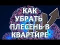 Как убрать плесень в квартире