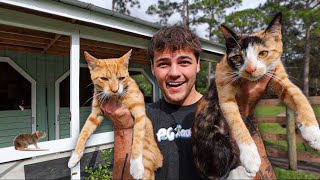 I RESCUED 2 Kittens to Hunt My BARN RATS!!