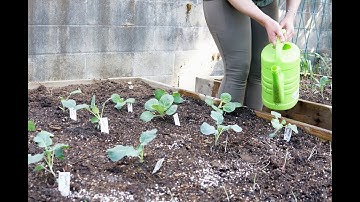 Seed Starting Basics Parts 4 & 5: Hardening Off & Transplanting