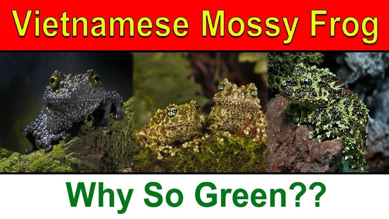 Vietnamese mossy frogAmphibian YouTube
