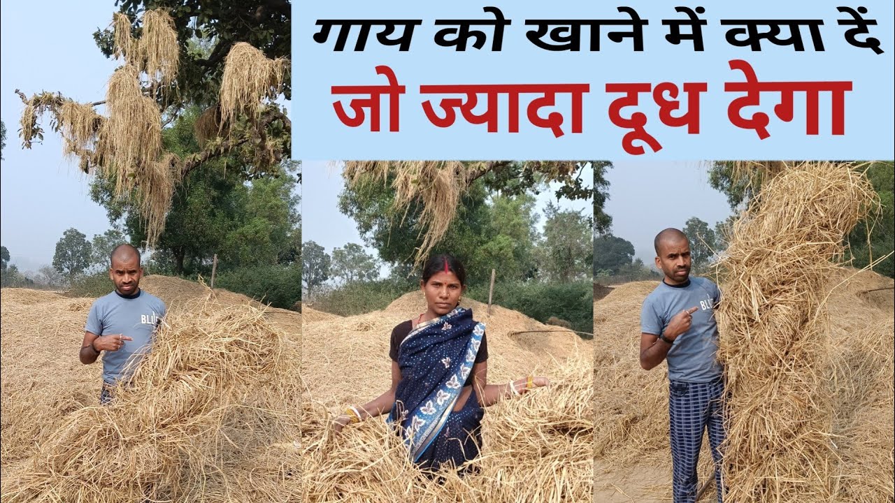 गाय को खाने में क्या दें जो ज्यादा दूध देगा || Gay bhains ka khajana || gay ka palan || how to cow..