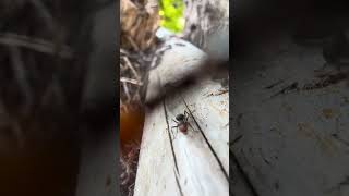 This ant's bite is very painful.
