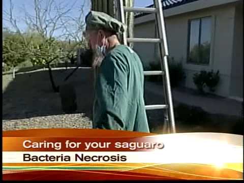 Vídeo: Growing Saguaro Cactus: Informació sobre la cura del Saguaro Cactus