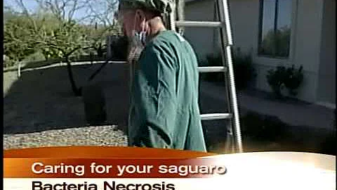 Quali sono i cactus che si possono mangiare?