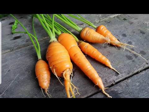 Video: Sifat berguna dari lobak merah