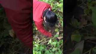 Wild Taro Harvesting in the Forest | Amazing Survival Food