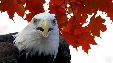 Tutorial Photoshop CS5 - how to change background with pen tool