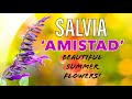 5 Reasons to Grow Salvia &#39;Amistad&#39; in YOUR Garden this Year!