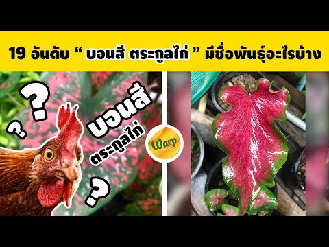 19 รายชื่อบอนสี ตระกูลไก่  บอนสีชื่อขึ้นต้นด้วยไก่ มีชื่อเรียกสายพันธุ์อะไรกันบ้าง (บอนสีสายไก่)