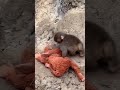 Why Punch, the viral baby monkey, carries stuffed animal #shorts