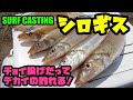 【砂浜】チョイ投げで狙え!良型シロギス!『2019年シーズン開幕』