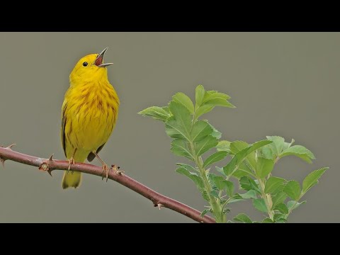 Amazing Singer Birds In The World NOT PARROTS cute singer beautiful birds