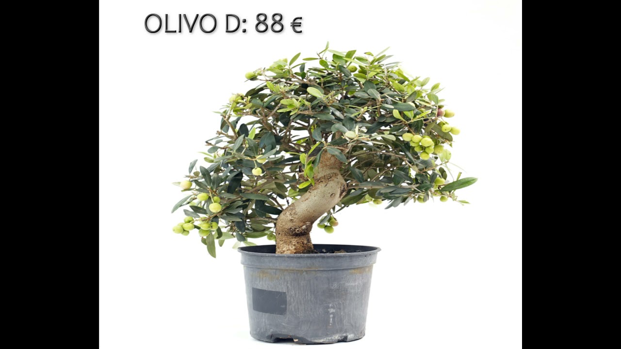 NOVEDADES DE BONSAIS. VENTA DE BONSAIS