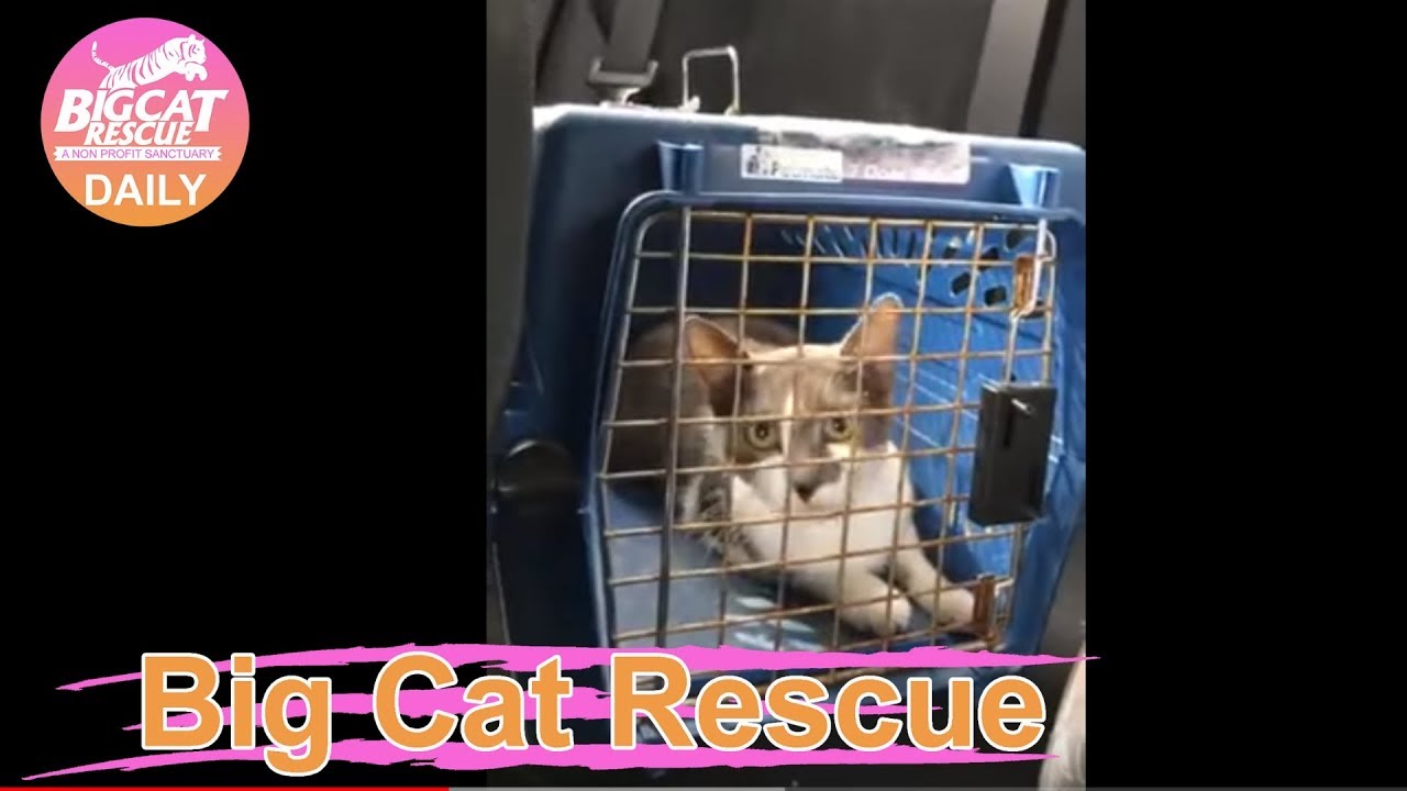 leopard print Big Cat Rescue~ Foster Kittens Off to the Humane Society! 11282018