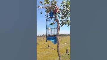 #mikat burung serindit🐦