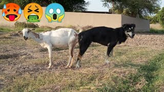 🥵Uff 😱 OMG impossible goat and dog meeting Resimi