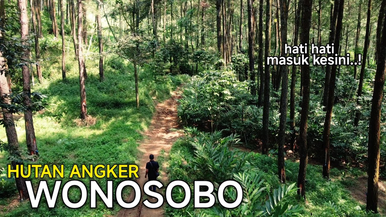 MENELUSURI HUTAN ANGKER WONOSOBO JAWA TENGAH,Tempat Mistis yang Jarang Dijamah”