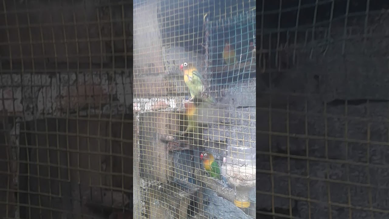 Kandang ternak sederhana #LoveBird #koloni #PlatAG 