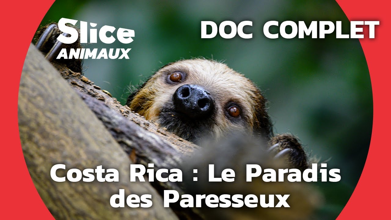 Un Centre de Réhabilitation pour les Paresseux  I SLICE ANIMAUX | DOC COMPLET